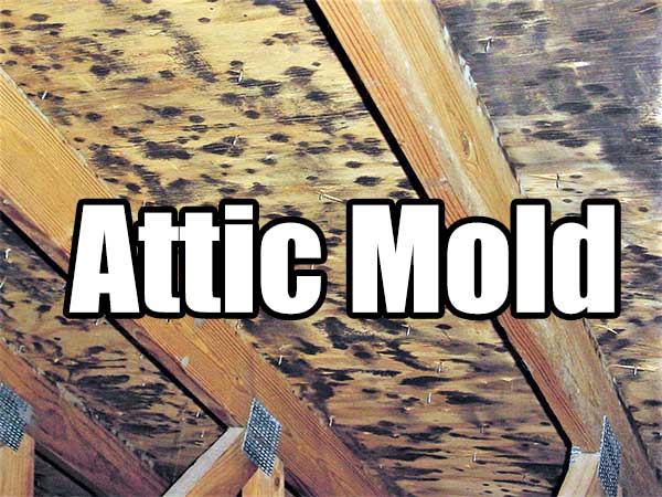 attic mold